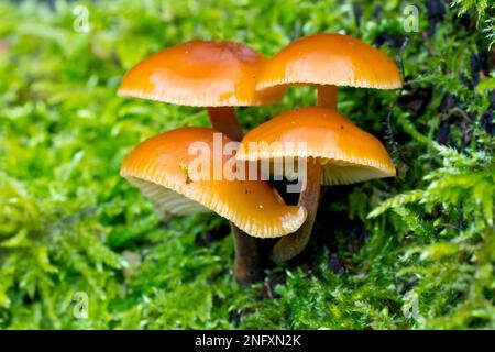 Velvet Shank o Fungo d'Inverno (flammulina velutipes), primo piano di un gruppo di corpi fruttiferi che crescono su un tronco coperto di muschio. Foto Stock