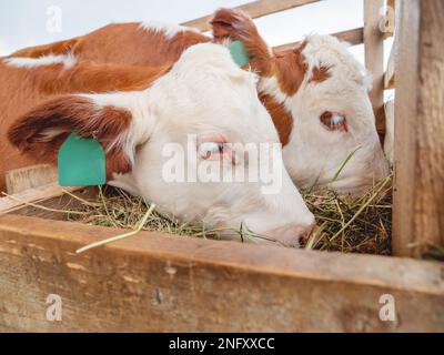 Due vitelli mangiano fieno. Fieno appositamente preparato per bestiame bovino. Mucche di fattoria con le etichette sulle loro orecchie. Foto Stock