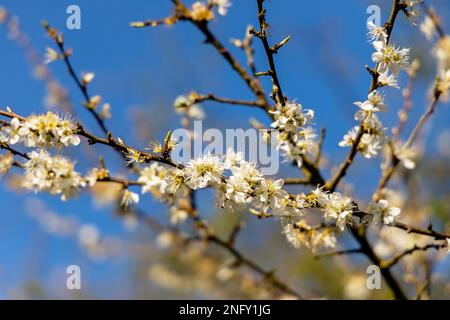Fiore di ciliegio in primavera nel giardino. Foto Stock