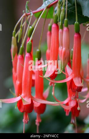 Un colpo verticale di fiori di Fuchsia Foto Stock