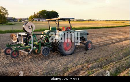 Trattore con strato di pacciame di plastica su un campo al tramonto. Foto Stock