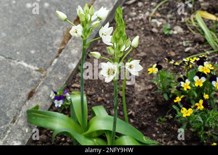 Ornithogalum umbellatum fiore bianco nel giardino Foto Stock