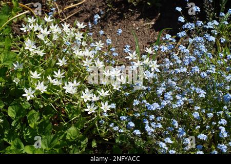 Stella del latte Ornithogalum e dimenticare-me-non Myosotis fianco a fianco Foto Stock