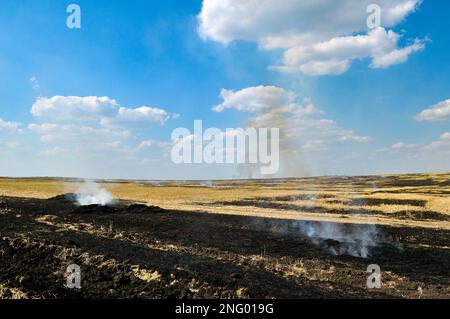 Stoppia di grano che brucia nel campo. Foto Stock