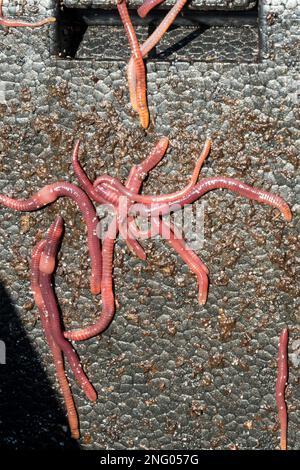 Vermi Brandling, Eisenia fetida, che hanno schiusa negli strati inferiori freddi di un bidone di compost caldo e stanno ora salendo i lati per sfuggire al calore. Foto Stock