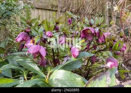 Regno Unito, Inghilterra, Devon. 17th febbraio. Cottage Garden in inverno. Hellebornes fioritura. Foto Stock