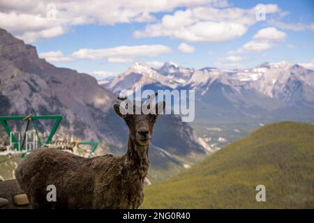 Un bighorn femminile si erge da solo su un pendio di montagna e guarda. Habitat faunistico, animali pari-toed. Banff, Alberta, Canada Foto Stock