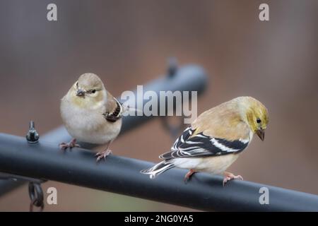 Goldfinches visitare un alimentatore in un giardino del Texas in una fredda giornata invernale. Foto Stock