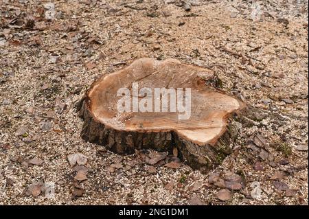 il ceppo di un grande albero segato. segatura tutto intorno sulla terra. Foto Stock