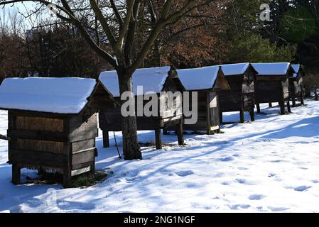 file di antiche arnie di legno coperte di neve nella soleggiata giornata invernale Foto Stock