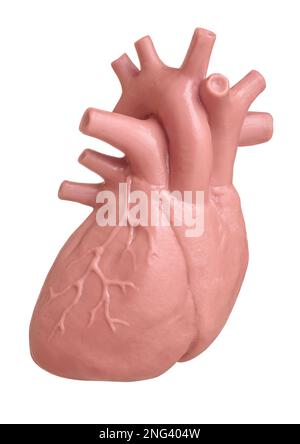 Modello di cuore umano isolato su sfondo bianco da vicino. Il concetto di cardiologia, assistenza sanitaria, trapianto di organi umani Foto Stock