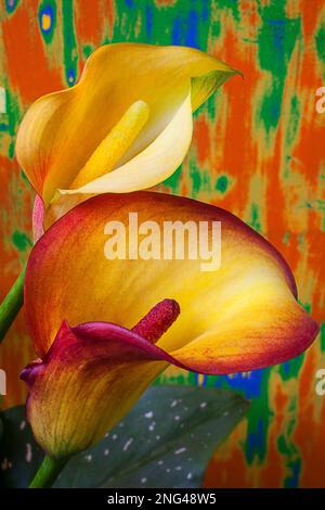 Giallo rosso calla Lilies Foto Stock