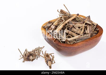 Erbe medicinali essiccate - Horsetail; Foto sfondo bianco Foto Stock