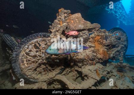 SS Thistlegorm naufragio, un nave a vapore da carico britannico affondato da aerei bombardieri tedeschi nel 1941 durante la seconda guerra mondiale, con rasse di coda di rondine, Cheilinus lunul Foto Stock