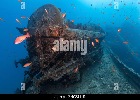 SS Thistlegorm naufragio, nave a vapore britannica affondata da aerei bombardieri tedeschi nel 1941 durante la seconda guerra mondiale, vagone ferroviario o vagone merci, Foto Stock