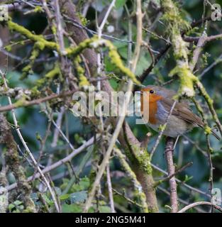 Erithacus rubecula - un robin britannico arroccato tra fogliame in aprile primavera. Foto Stock