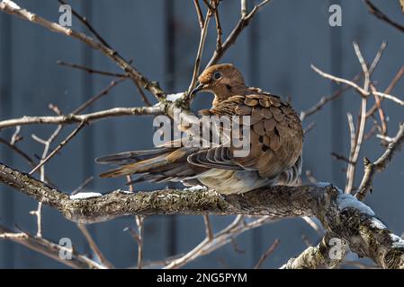 Colomba lutto (Zenaida macroura) Una colomba aggraziata che vive in tutto il continente nordamericano. Una mattina gelida alla ricerca di cibo. Foto Stock