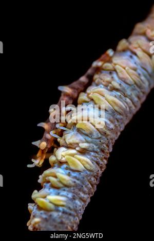 Gamberetti del drago, Miropandalus hardingi, sul suo corallo del filo ospite, Cirrhipathes sp., Lembeh Strait, Bitung, Sulawesi del Nord, Indonesia, Molucca, Indo-Pa Foto Stock