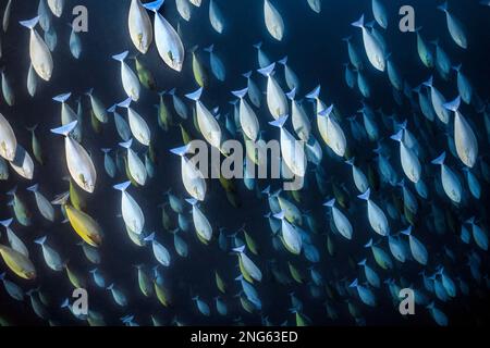 Pesce unicornico lucido, naso hexacanthus, aka pesce unicornhish blacktongue, Ambon, Isole Maluku, Indonesia, Mare di banda, Oceano Indo-Pacifico Foto Stock