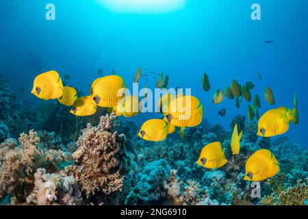 Farfalla blu-cheeked, Chaetodon semilarvatus, Habili Marsa Alam, Marsa Alam, Egitto, Mar Rosso, Oceano Indiano Foto Stock