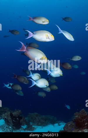 Pesci da surf yellowfin, xanthopterus di Acanthurus, pseudonimo pesce da surf di Cuvier, scuola e subacqueo, barriera corallina di Tubataha, Parco Naturale di Tubataha, Tubataha Re Foto Stock