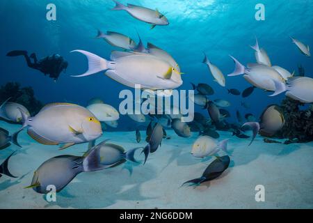 Pesci da surf yellowfin, xanthopterus di Acanthurus, pseudonimo pesce da surf di Cuvier, scuola e subacqueo, barriera corallina di Tubataha, Parco Naturale di Tubataha, Tubataha Re Foto Stock