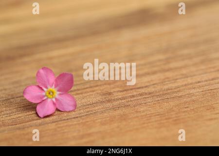 Bel fiore rosa dimenticare-me-non su tavola di legno. Spazio per il testo Foto Stock