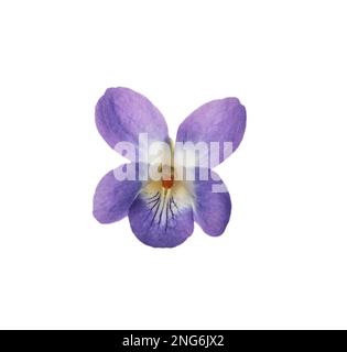Bel legno viola su sfondo bianco. Fiore di primavera Foto Stock