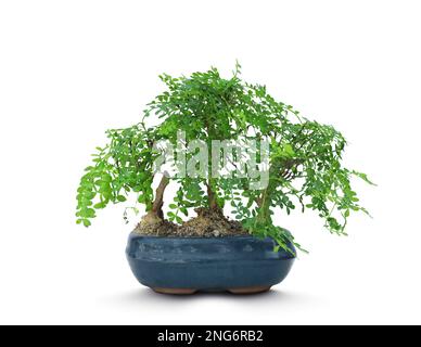 Bell'albero di bonsai in vaso isolato su bianco Foto Stock