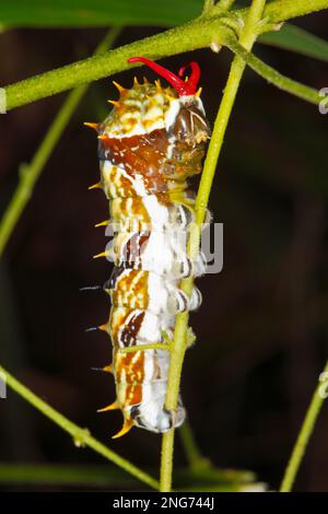 Butterfly caterpillar o Citrus Butterfly Caterpillar. Quando disturbati, i pilastri sono inclinati verso l'alto nella parte anteriore, e per un breve periodo di tempo Foto Stock