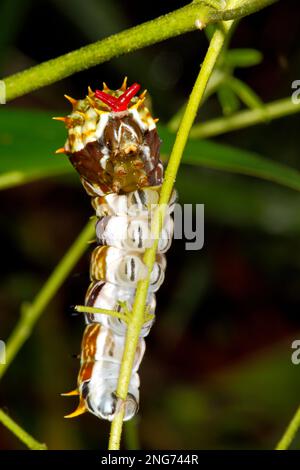 Butterfly caterpillar o Citrus Butterfly Caterpillar. Quando disturbati, i pilastri sono inclinati verso l'alto nella parte anteriore, e per un breve periodo di tempo Foto Stock