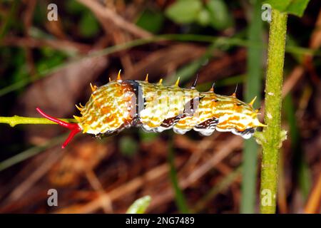 Orchard Swallowtail Butterfly caterpillar, Papilio aegeus, noto anche come o Citrus Swallowtail Butterfly caterpillar o Citrus Butterfly Caterpi grande Foto Stock