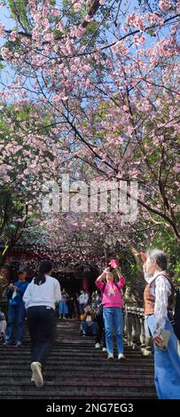 Bishanyan Cherry Blossoms, Taipei City - 17 Feb 2023 : Bishanyan Cherry Blossom Tunnel, Taipei City, Taiwan Foto Stock