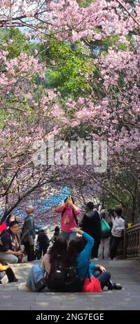 Bishanyan Cherry Blossoms, Taipei City - 17 Feb 2023 : Bishanyan Cherry Blossom Tunnel, Taipei City, Taiwan Foto Stock