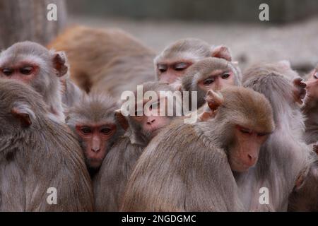 gruppo di macachi di rhesus che riposano insieme Foto Stock