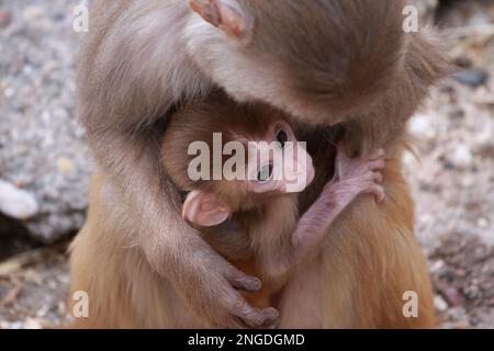 macaco rhesus madre e bambino Foto Stock