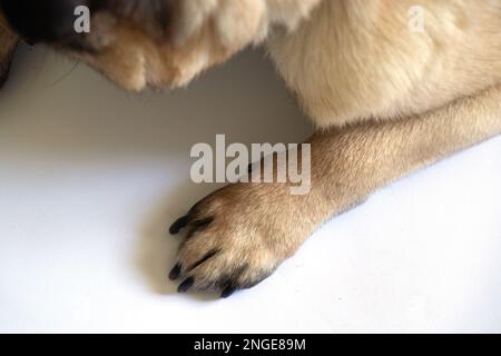 la zampa di cane pug si trova su uno sfondo bianco da vicino Foto Stock