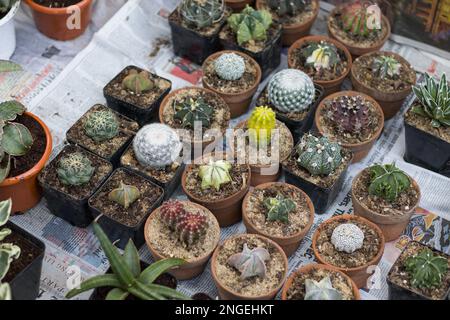 varietà di piante di cactus di diversi colori e forme che vengono venduti sul mercato in vaso in piccoli vasi di argilla. Foto Stock