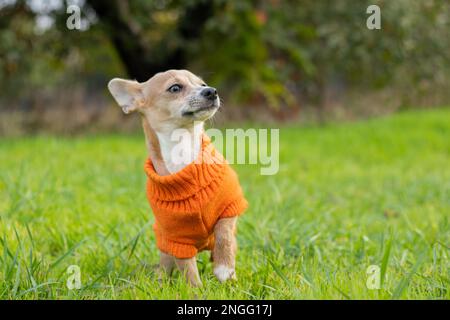 Il cane Chihuahua in una giacca arancione si trova nell'erba verde nel pomeriggio nel parco Foto Stock