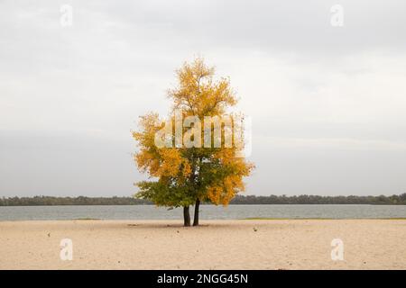 Un albero di pioppo con foglie gialle sorge sulla sabbia vicino al fiume in una giornata nuvolosa in Ucraina Foto Stock