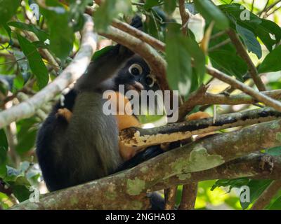 Scimmia a foglia crepusky con bambino, Trachypithecus obscurus, una bella scimmia del Sud-est asiatico Foto Stock