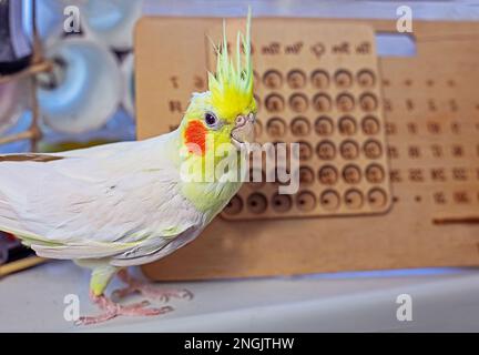 carino maschio scarafaggio pappagallo sul desktop, orizzontale Foto Stock