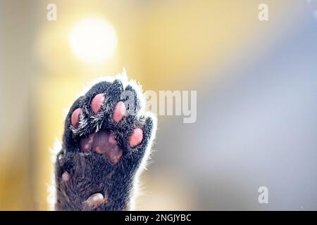 paw di un gatto grigio su sfondo chiaro, orizzontale Foto Stock