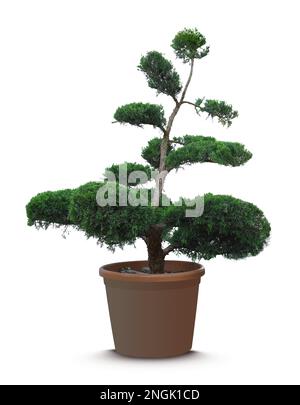 Bell'albero di bonsai in vaso isolato su bianco Foto Stock