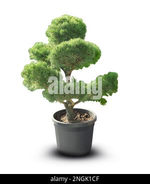 Bell'albero di bonsai in vaso isolato su bianco Foto Stock