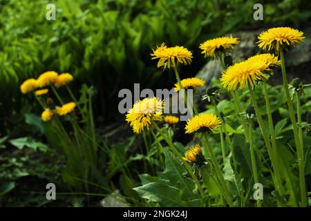 Bella dente di leone fiori in giardino, spazio per il testo. Stagione primaverile Foto Stock