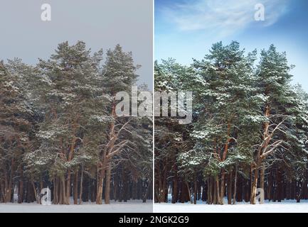 Foto prima e dopo il ritocco, collage. Vista pittoresca di una bella foresta coperta di neve Foto Stock