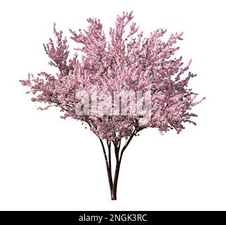 Bellissimo albero sakura fiorito su sfondo bianco Foto Stock
