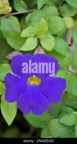 Ritratto di Closeup di bellissimi fiori di Thunbergia erecta anche noto come Bush clockvine, Kings Mantle, campana viola ecc Foto Stock