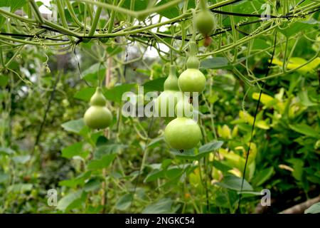 Orto nella stagione del raccolto con le zucche appese sul carro come il bel vaso di zucca in giardino Foto Stock